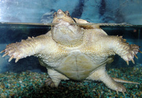 snapping-turtle2