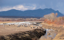bda-cranes-and-snow-geese