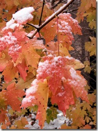 Maples with Snow