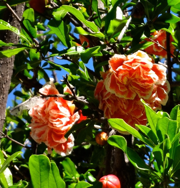Pomagranate in Bloom