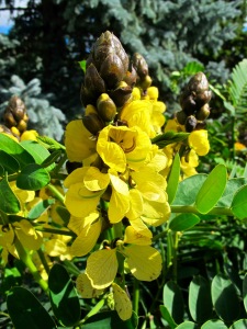 Winnipeg Yellow Flower